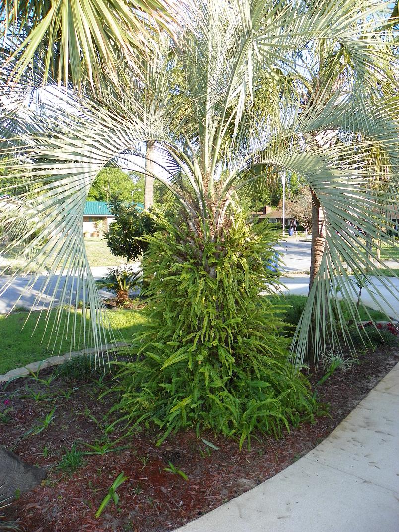 Ferns around palms DISCUSSING PALM TREES WORLDWIDE PalmTalk